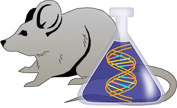 Mouse Factor XII Genetically Deficient Kidney