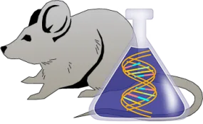 Mouse Factor XII Genetically Deficient Kidney